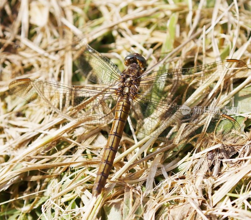 龙骨Skimmer (Orthetrum coerulescens)雌性